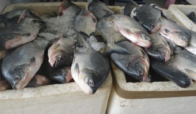 Aumentam denúncias da venda de peixes com formol em Guarajuba
