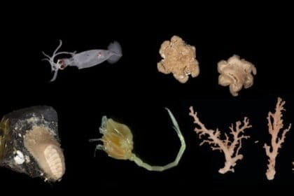 Cem novas espécies marinhas são descobertas na Nova Zelândia