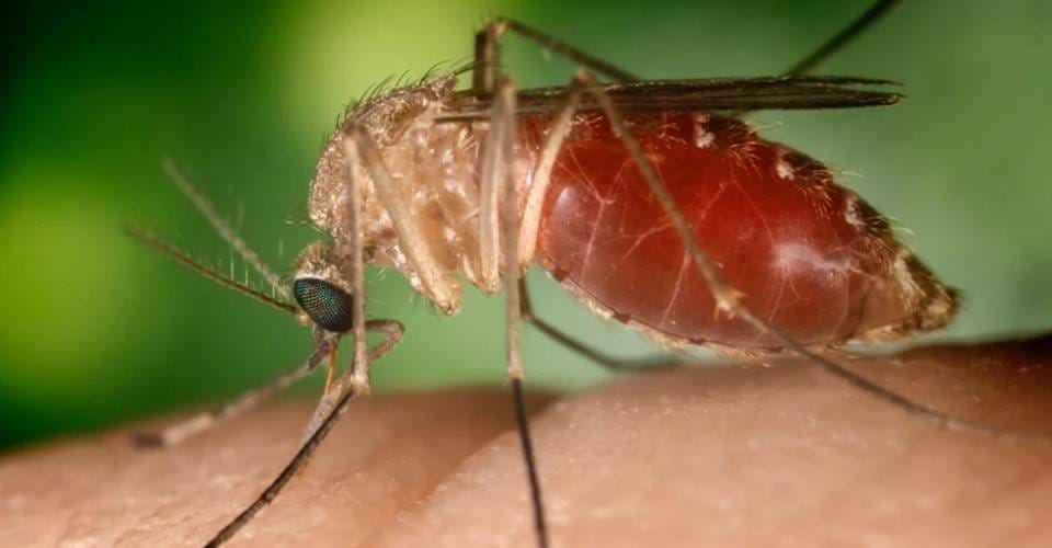 Febre oropouche: Bahia identifica 9 casos da doença transmitida por mosquito