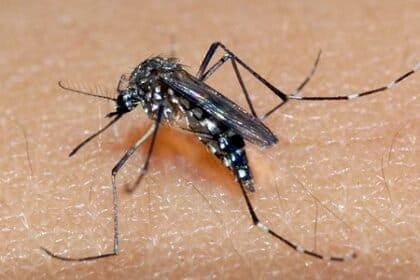 Como é transmitida a febre chikungunya? Saiba como se proteger
