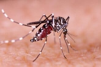 Surto de dengue nas Américas pode ser o pior da história