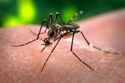 Vigilância monitora previsão de epidemias de chikungunya, apontam estudos