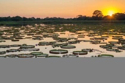 Áreas alagadas do Pantanal podem desaparecer?