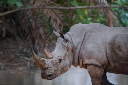Chifres radioativos podem combater a caça ilegal de rinocerontes