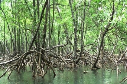 sfc: mutirão de limpeza nos manguezais será realizado nesta sexta