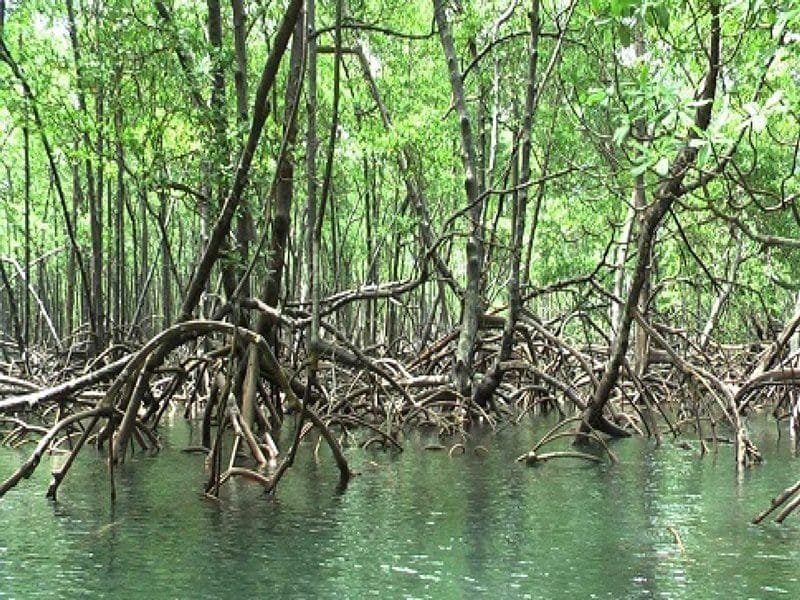 sfc: mutirão de limpeza nos manguezais será realizado nesta sexta