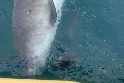 Tubarão vomita presa intacta e assusta cientistas na Austrália